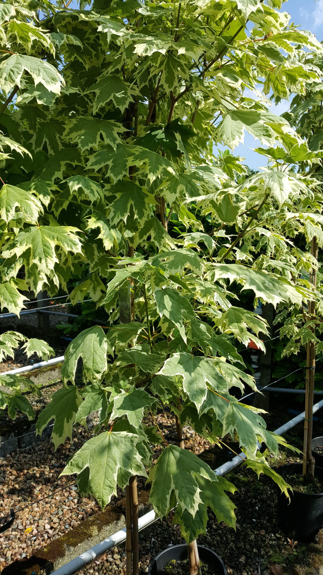 Acer platanoides Drummondii