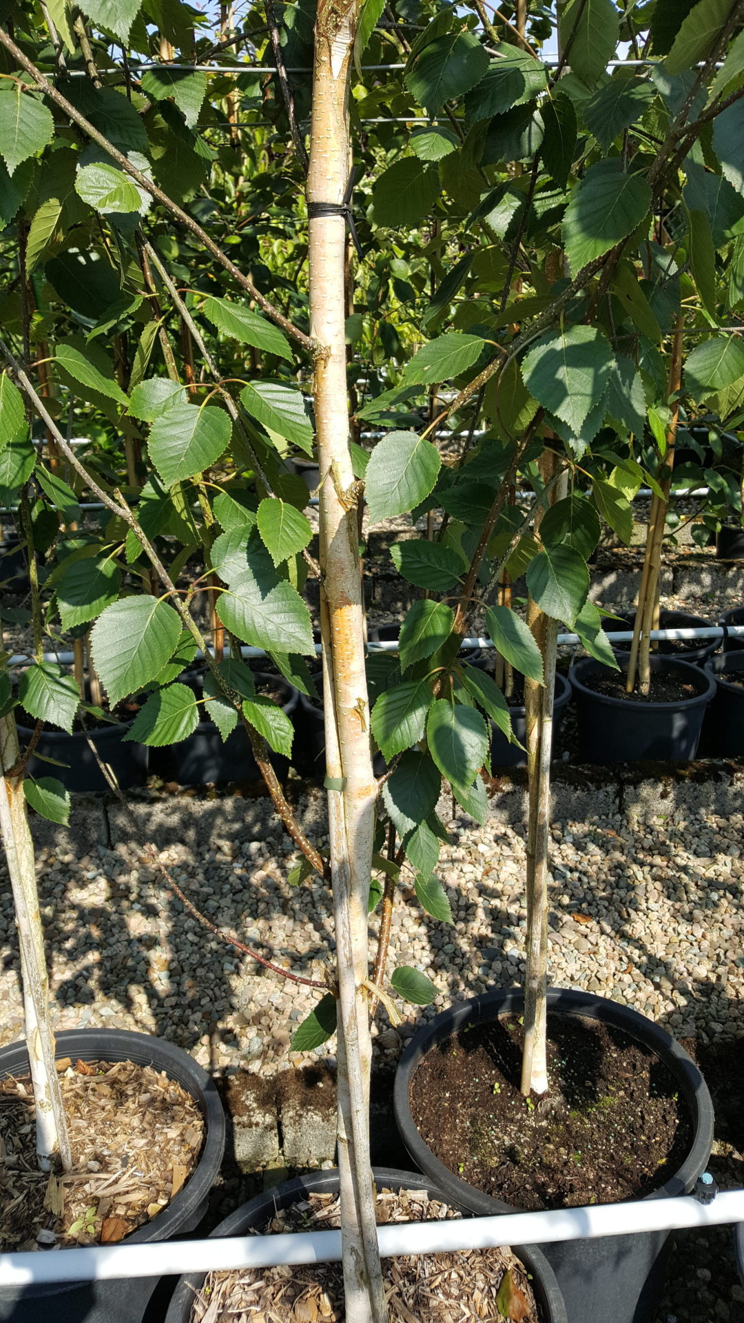 Betula pendula 'Silver birch'