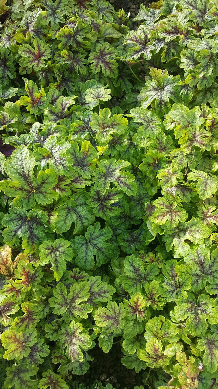 Heuchera 'Tapestry'