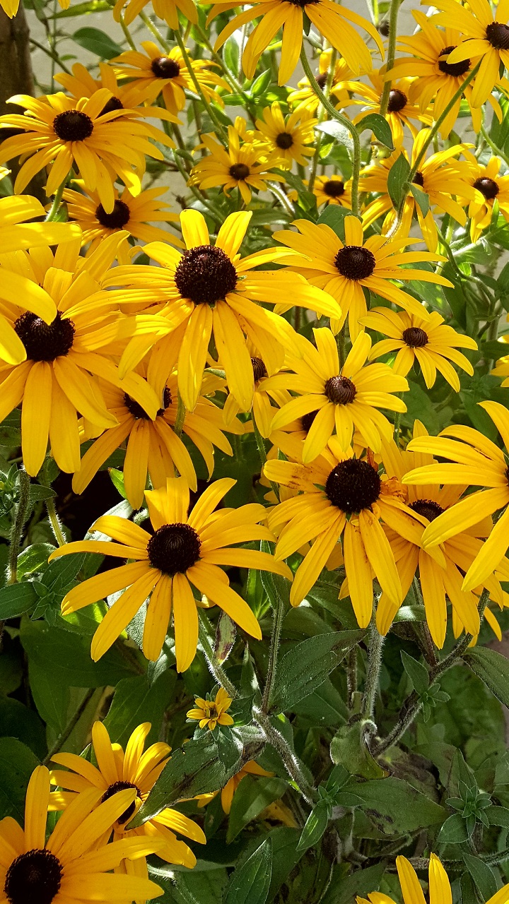 Rudbeckia 'Goldsturm'